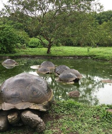 8D7N • 8 Day Galapagos Island Hopping Tour Isabela and Snorkeling