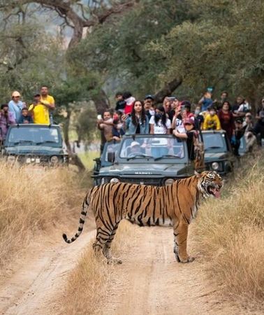 6D5N • 6 Days Golden Triangle Tour with Ranthambore Tiger Safari