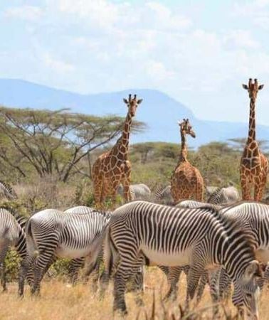 3D2N • 3 Days Samburu National Reserve Private Safari from Nairobi
