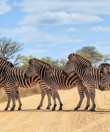4D3N • 4-Day Kruger National Park & Panorama Route Tented Safari