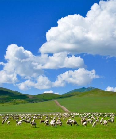 5D4N • All-in-One Tour :Hohhot, Xilamuren Grassland & Whistling Dune Bay 4-Star City Hotel & Grassland Yurt, Horse Riding, Camel Trekking & Lake View