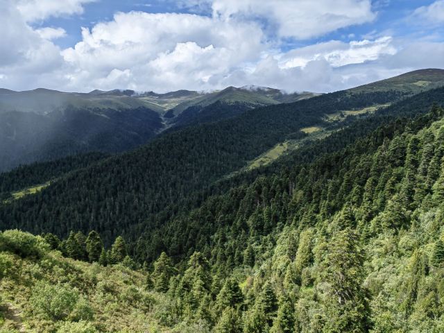 鲁朗林海风景区旅行图片 1