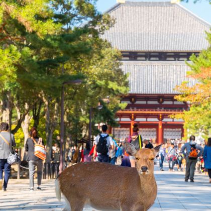日本大阪+奈良+京都6日5晚跟团游