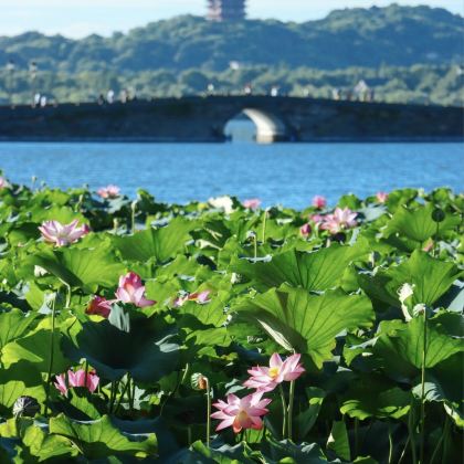 杭州+乌镇+苏州4日3晚私家团