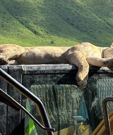 4D3N • 4-Day Mixed Experience: Tarangire, Serengeti & Ngorongoro