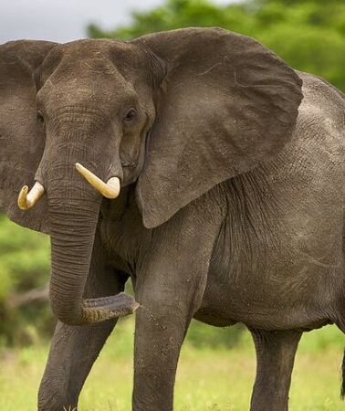 2D1N • 2 Days Tour From Zanzibar to Nyerere National Park (Selous GR)