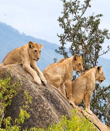 4D3N • 4 Days, 3 Nights - Best thing to do Tsavo East/West and Amboseli