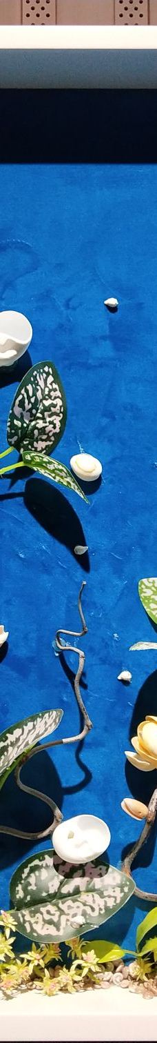 贝壳王国-秦皇岛