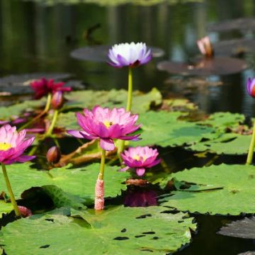 云南西双版纳+普洱5日4晚跟团游