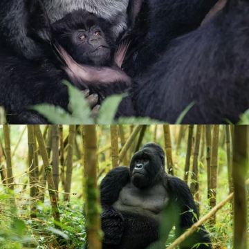 乌干达7日6晚拼小团