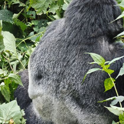 乌干达布恩迪难以穿越的国家公园+卢旺达12日11晚私家团
