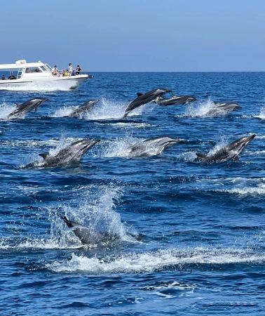 8D7N • Explore Hawaii's Big Island and Oahu In One Combined Package. 
