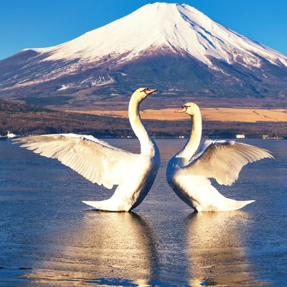 日本东京+富士山+大阪+京都7日6晚跟团游