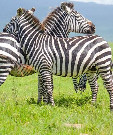 3D2N • 4-Day Private Safari Tarangire & Serengeti 2 Nights