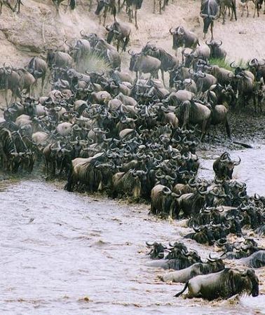 3D2N • 3 Days Budget Masai Mara Safari