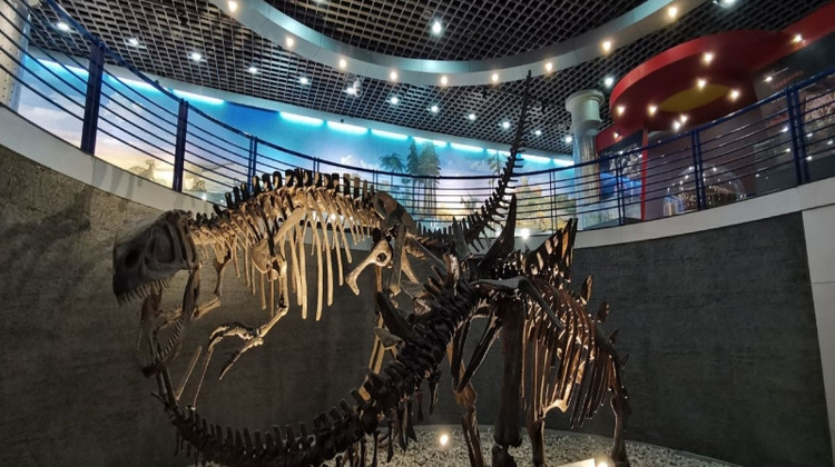 博物馆讲解·北京半日亲子营【时间旅行者】走进北京自然博物馆，走进远古的世界、无脊椎生物王国、古哺乳动物的繁荣、动物—人类的朋友·博物馆讲解·北京半日亲子营【时间旅行者】走进北京自然博物馆，走进远古的世界、无脊椎生物王国、古哺乳动物的繁荣、动物—人类的朋友