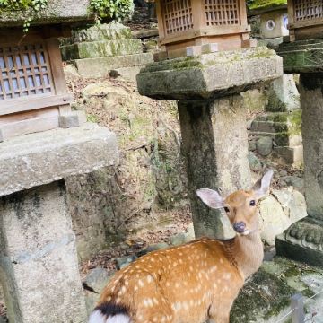 日本大阪+京都+奈良7日6晚跟团游