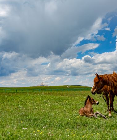 9D8N • Beijing + Inner Mongolia + Datong + Zhangjiakou experience grassland horseback riding activities