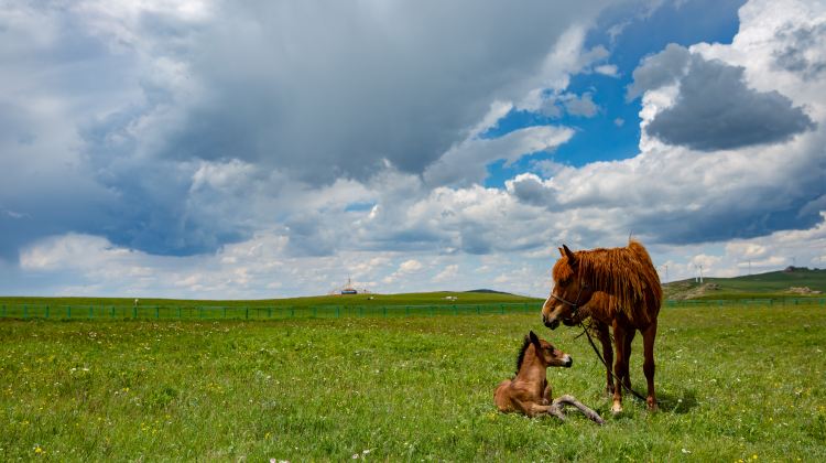 9D8N · Group Tours · Beijing + Inner Mongolia + Datong + Zhangjiakou