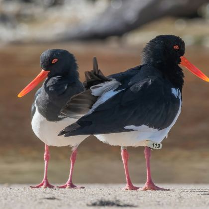 澳大利亚悉尼+堪培拉+杰维斯湾7日5晚私家团