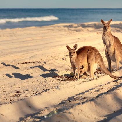 澳大利亚南澳大利亚袋鼠岛2日1晚跟团游