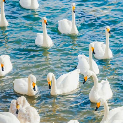 青岛+威海+烟台+蓬莱5日4晚跟团游