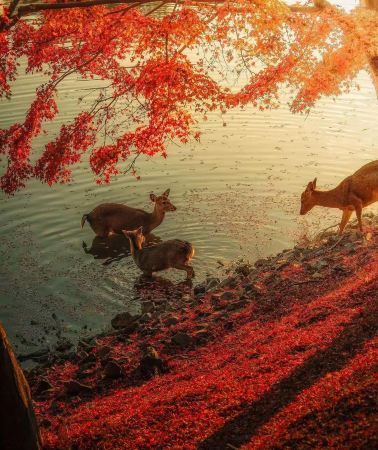 4D3N • Japan Osaka Kyoto Nara City 4-day 3-night small group tour