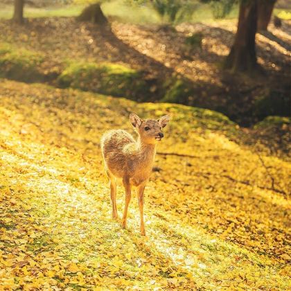 日本大阪+宇治市+奈良4日3晚拼小团