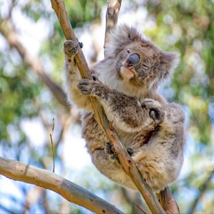澳大利亚珀斯8日7晚拼小团