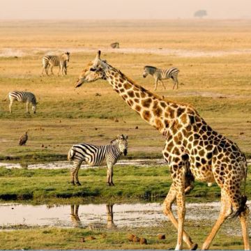 津巴布韦+赞比亚+博茨瓦纳+纳米比亚15日跟团游