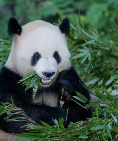 2D1N • Chengdu Research Base of Giant Panda Breeding + Sanxingdui Museum + Dujiangyan + Mount Qingcheng