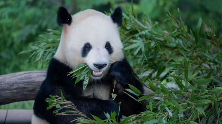 9D Small Group Tours: Jiuzhaigou, Huanglong, Chengdu Research Base of Giant Panda Breeding, Leshan, Mount Emei , Sanxingdui | High-speed Train Experience