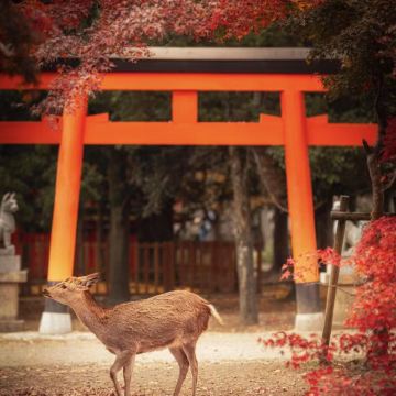 日本东京+富士山+大阪+奈良+京都+忍野村8日7晚跟团游