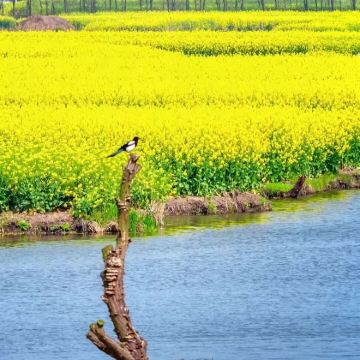 泰州+千垛景区2日1晚私家团