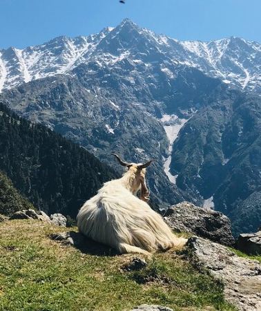2D1N • Triund Trek with Manu Adventures India