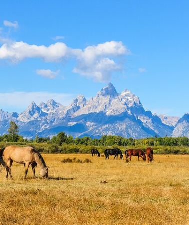 8D7N • Grand Teton, Yellowstone, and Glacier National Parks 8-Day Tour