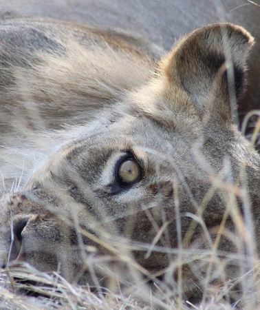 5D4N • 5 Day Kruger National Park tour