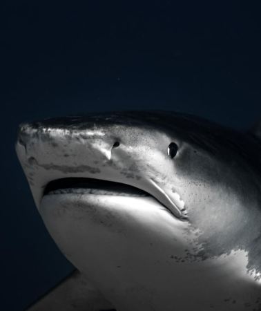 7D6N • Maldives: 7-Night Shark Diving & Stay Package with 11 Dives