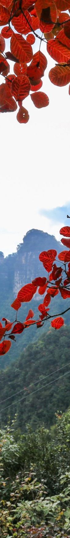 柴埠溪大峡谷-五峰