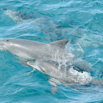 澳大利亚悉尼+斯蒂芬斯港观海豚巡游5日4晚私家团