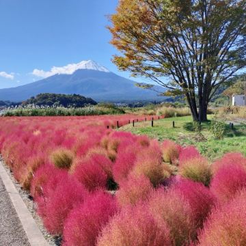 日本东京+箱根+大阪+京都7日6晚私家团