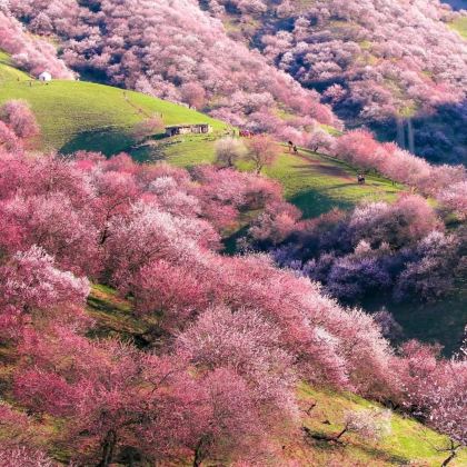 新疆北疆+伊犁10日9晚私家团