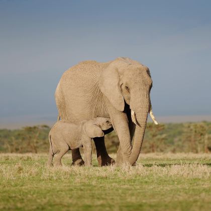 肯尼亚+坦桑尼亚11日9晚拼小团
