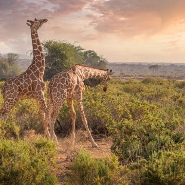 肯尼亚马赛马拉国家公园+纳库鲁+安波塞利国家公园+奈瓦沙湖+地狱之门国家公园6日5晚私家团
