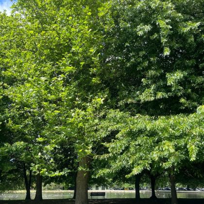 澳大利亚+新西兰11日9晚拼小团