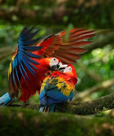 5D4N • 5 Days Wildlife Tour in Drake Bay, Sierpe, Corcovado and Osa