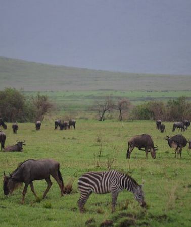 5D4N • 5-Days Witnessing the Nature's Greatest Migration in Serengeti