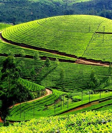 8D7N • 8 Days Kerala Private Tour Covering Kochi- Munnar- Periyar- Alleppey and Kovalam