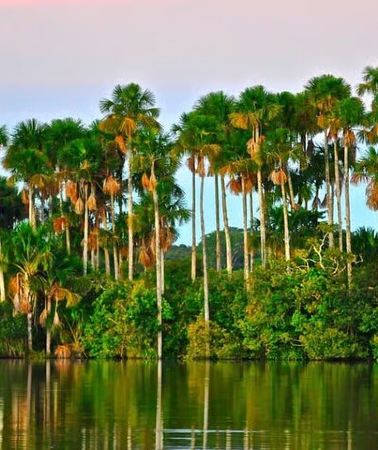 3D2N • Peruvian Amazon Rainforest of Tambopata for 3 Days 2 Nights