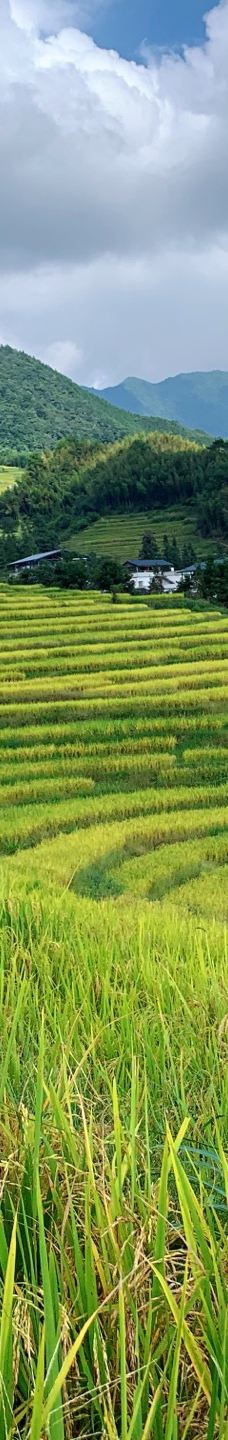 欧家梯田-连山